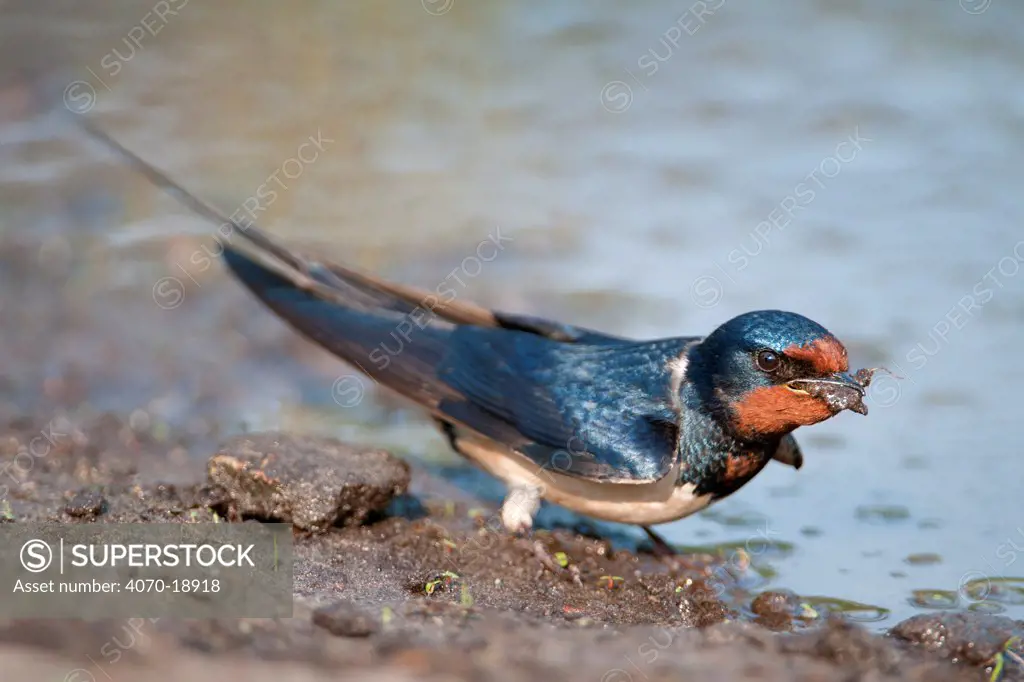Barn Swallow (Hirundo rustica) collecting mud for nest building. Kapellen, Belgium, April.