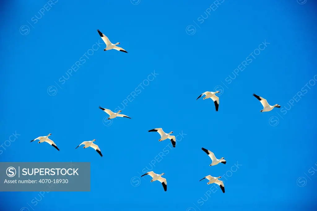 Snow Geese (Chen / Anser caerulescens) in flight. Quebec, Canada, January.