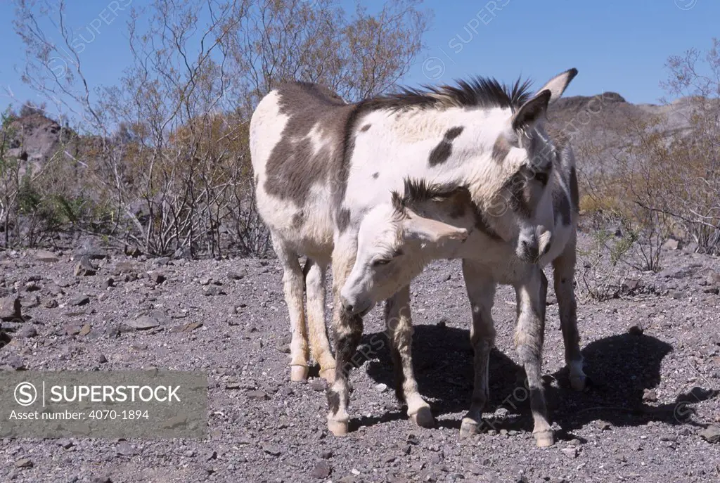 Wild burro foal Equus asinus} Arizona/Nevada USA 