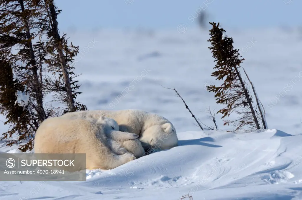 Polar Bear (Ursus maritimus) mother sleeping with her 3-month cub, soon after emerging from their hibernation den. Wapusk National Park, Manitoba, Canada, March.