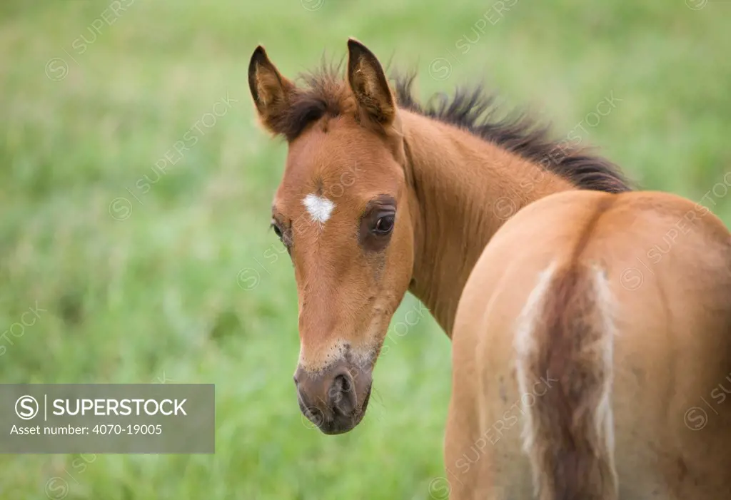 Quarter horse, sorrel foal, Double Diamond ranch, Nebraska, USA, July 2009