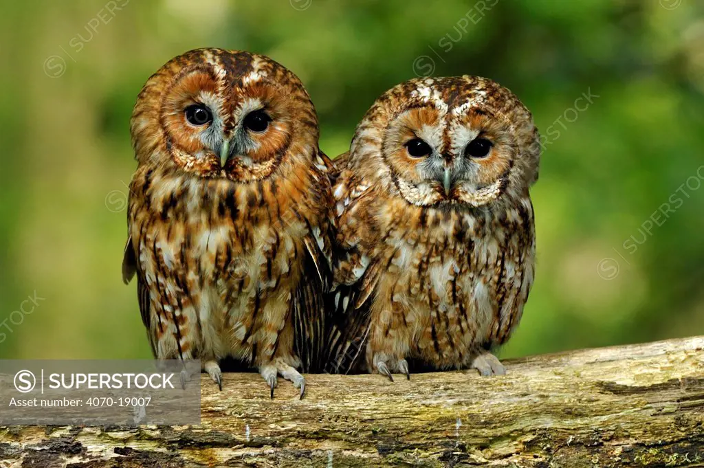Tawny owl (Strix aluco) in woodland, UK, May, controlled conditions, Captive