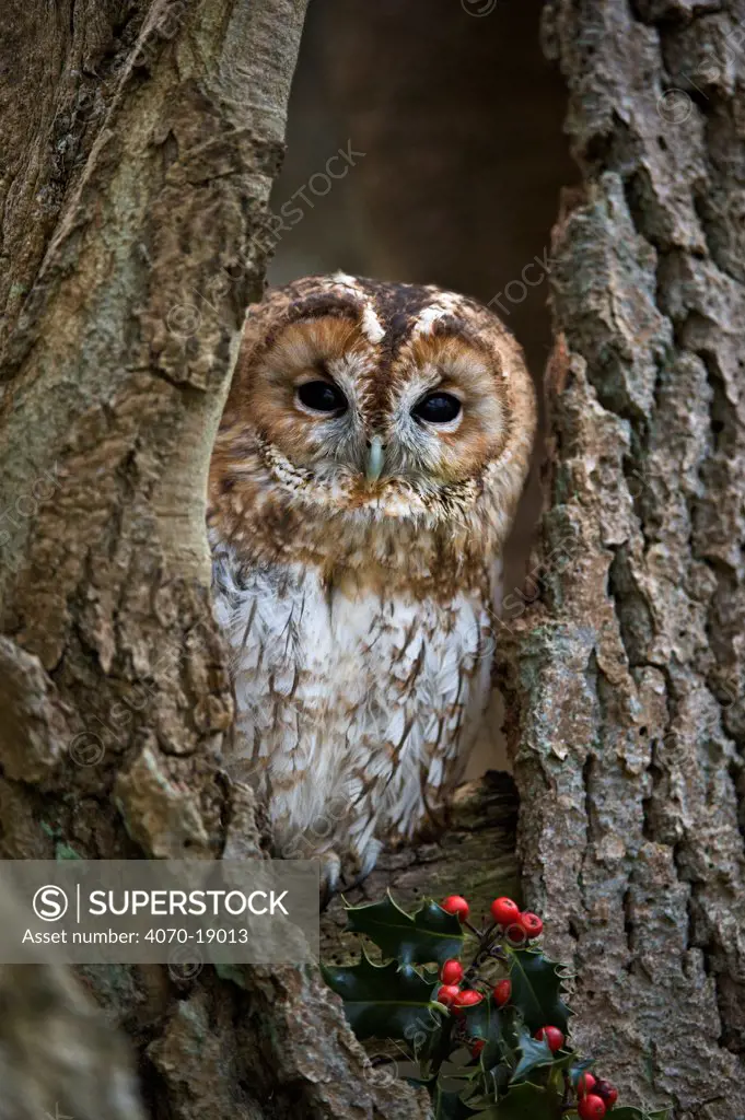 Tawny owl (Strix aluco) in woodland, UK,  controlled conditions, Captive