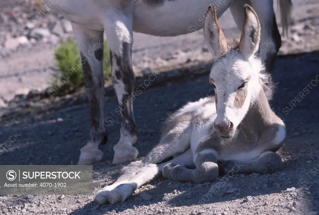 Wild burro foal resting Equus asinus} Arizona/Nevada USA 