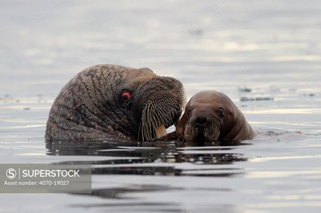 A female Walrus (Odobenus rosmarus) and her yearling calf at the sea surface. Foxe Basin, Nunavut, Canada, April.