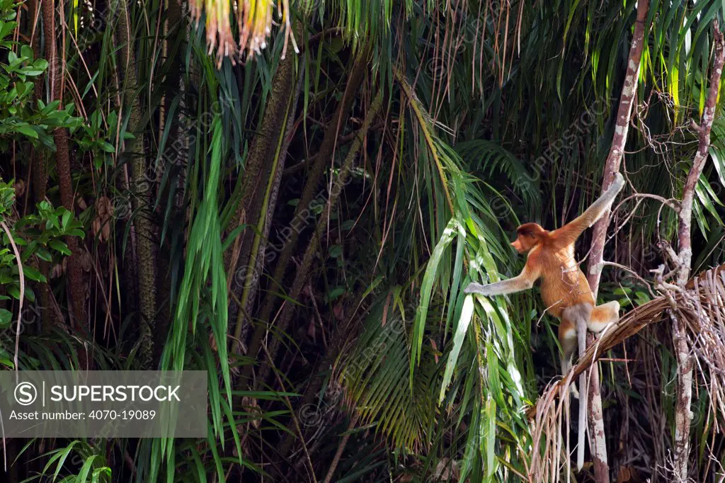 Proboscis Monkey (Nasalis larvatus) sitting amongst the trees in the forest canopy. Bako National Park, Sarawak, Borneo, Malaysia, March.
