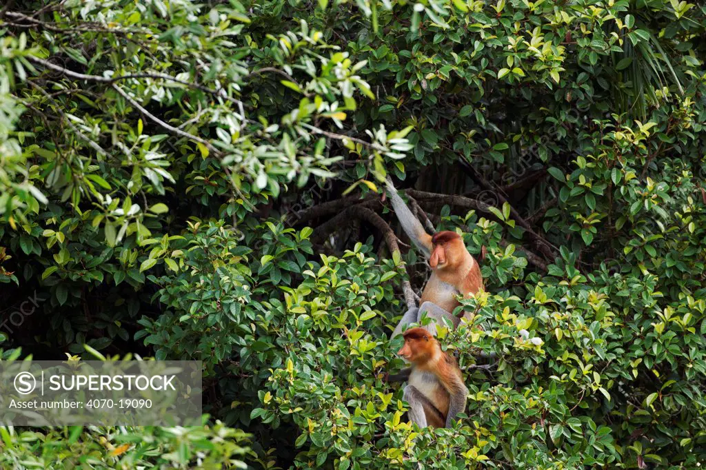 Proboscis Monkeys (Nasalis larvatus) sitting amongst the trees in the forest canopy. Bako National Park, Sarawak, Borneo, Malaysia, March.