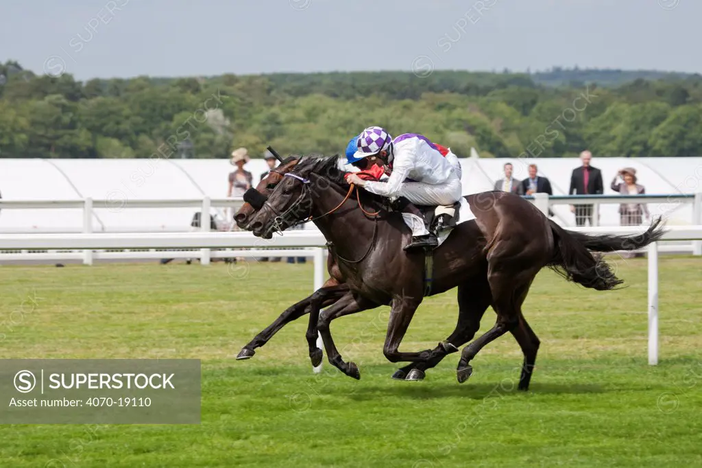 Horse racing - Banimpire (ridden by K.J.Manning, in White and Purple) wins The Ribblesdale Stakes, over Field Of Miracles (2nd, ridden by R.Hughes in Red and White), in June 2011, on the 300th Anniversary of Royal Ascot, Berkshire, England.
