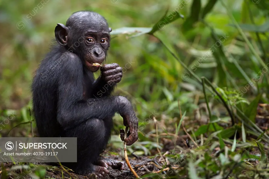 Bonobo (Pan paniscus) infant aged 24-36 months feeding on fruit, Lola Ya Bonobo Sanctuary, Democratic Republic of Congo. October.