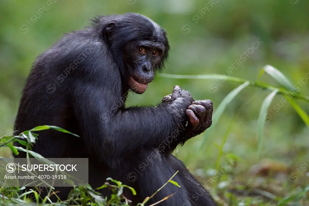 Bonobo (Pan paniscus) mature male 'Fizi' aged 15 years portrait, Lola Ya Bonobo Sanctuary, Democratic Republic of Congo. October.
