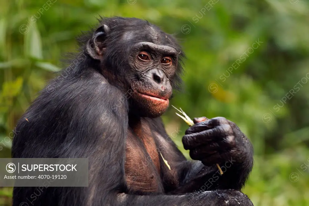 Bonobo (Pan paniscus) mature male 'Manono' aged approx 17 years feeding, portrait, Lola Ya Bonobo Sanctuary, Democratic Republic of Congo. October.