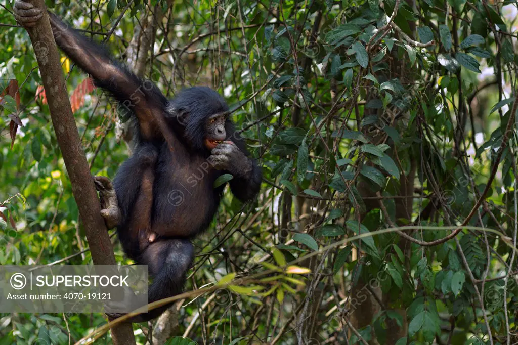 Bonobo (Pan paniscus) adolescent male sitting in tree, Lola Ya Bonobo Sanctuary, Democratic Republic of Congo. October.