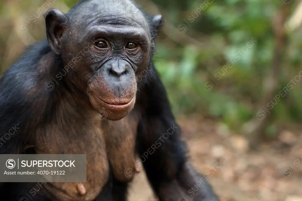 Bonobo (Pan paniscus) female 'Nioki', portrait, Lola Ya Bonobo Sanctuary, Democratic Republic of Congo. October.