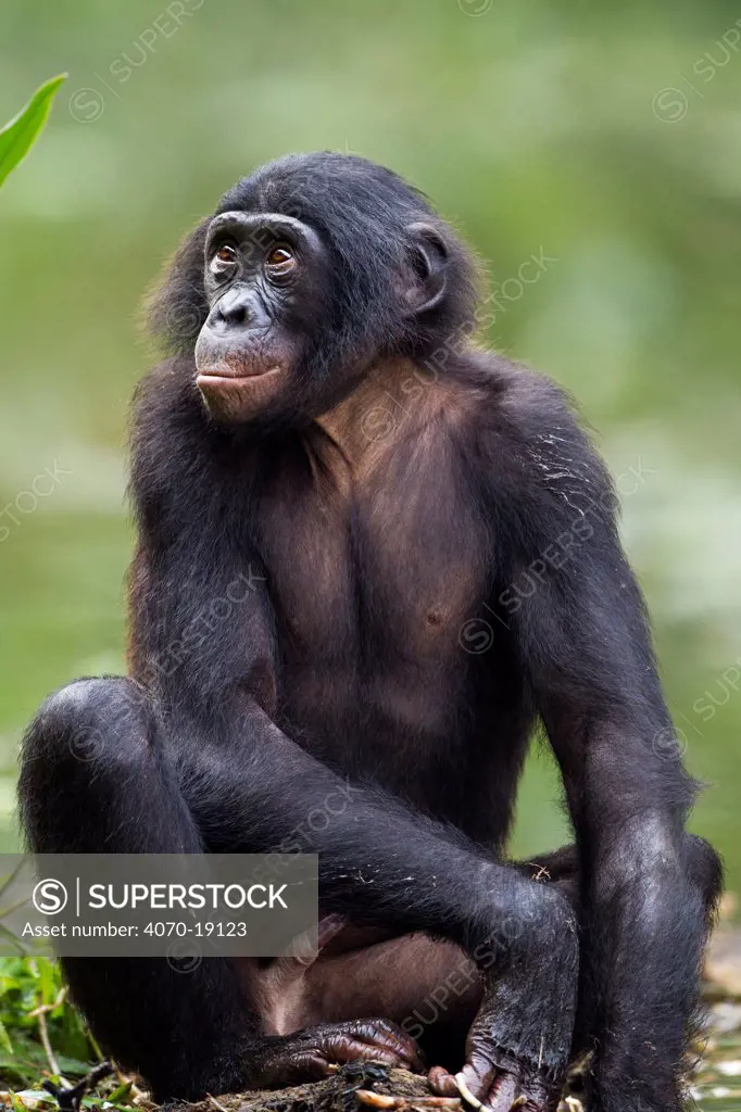Bonobo (Pan paniscus) adolescent male sitting, portrait, Lola Ya Bonobo Sanctuary, Democratic Republic of Congo. October.