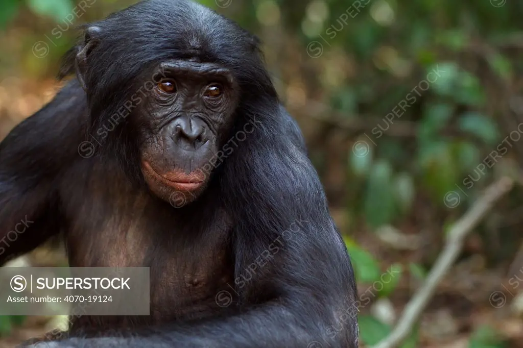 Bonobo (Pan paniscus) mature male 'Tembo' aged approx 17 years, portrait, Lola Ya Bonobo Sanctuary, Democratic Republic of Congo. October.