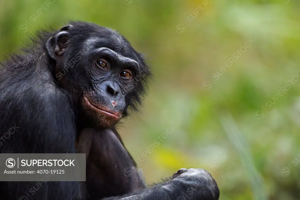 Bonobo (Pan paniscus) mature male 'Manono' aged approx 17 years, portrait, Lola Ya Bonobo Sanctuary, Democratic Republic of Congo. October.