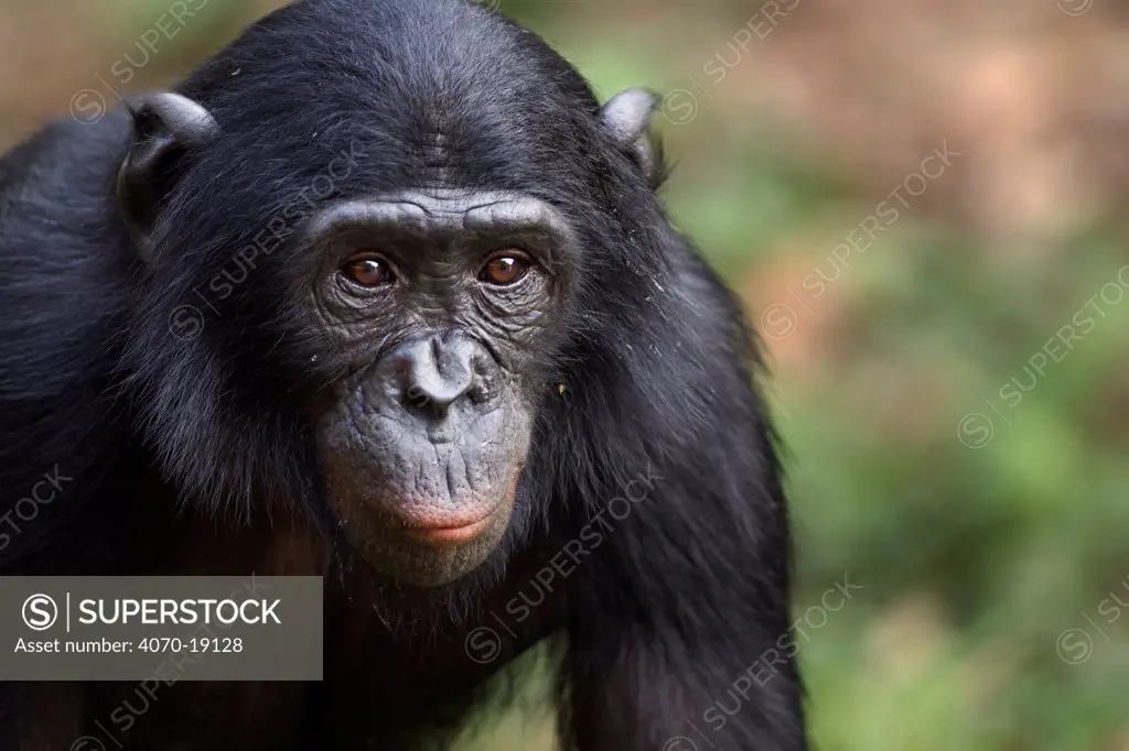 Bonobo (Pan paniscus) adolescent male, portrait, Lola Ya Bonobo Sanctuary, Democratic Republic of Congo. October.