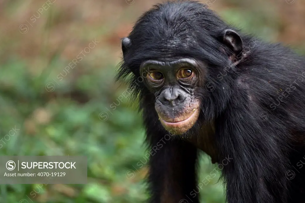 Bonobo (Pan paniscus) juvenile male 'Pole' aged 4 years, portrait, Lola Ya Bonobo Sanctuary, Democratic Republic of Congo. October.
