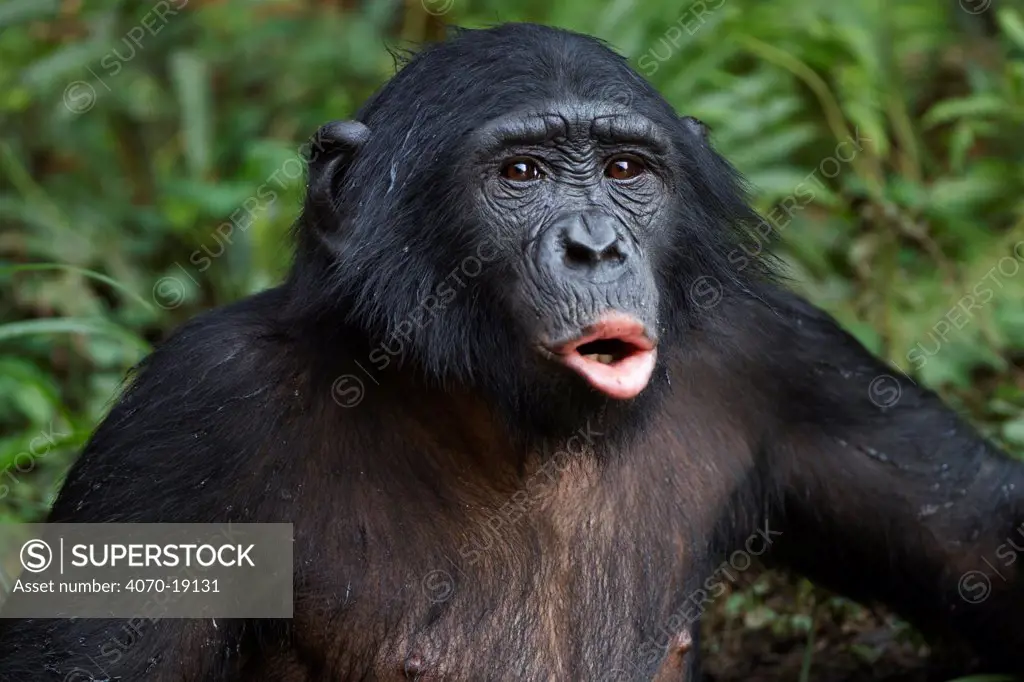 Bonobo (Pan paniscus) adolescent male wading through water, calling, Lola Ya Bonobo Sanctuary, Democratic Republic of Congo. October.