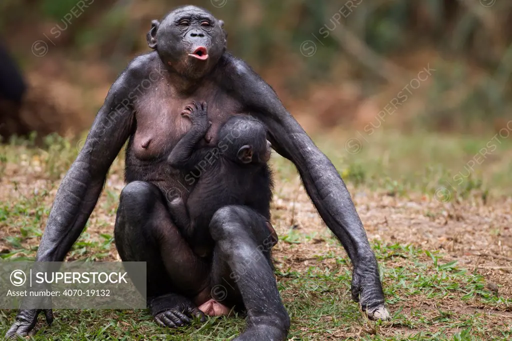 Bonobo (Pan paniscus) female carrying a baby, calling, Lola Ya Bonobo Sanctuary, Democratic Republic of Congo. October.