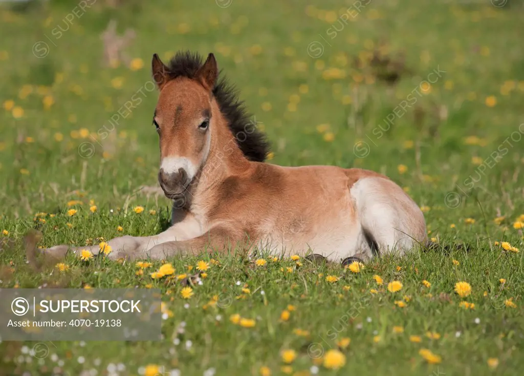 A wild Exmoor Pony (Equus caballus) colt resting. Langeland Island, Denmark, April.