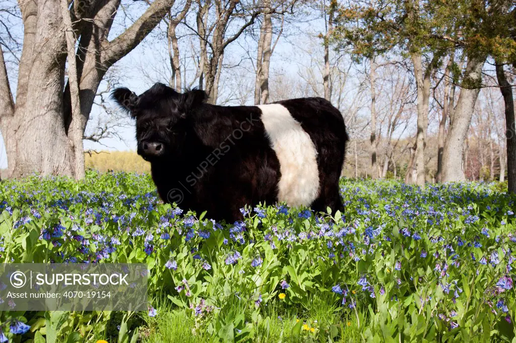 Belted Galloway Cow standing in Virginia Bluebells, Rockton, Illinois, USA