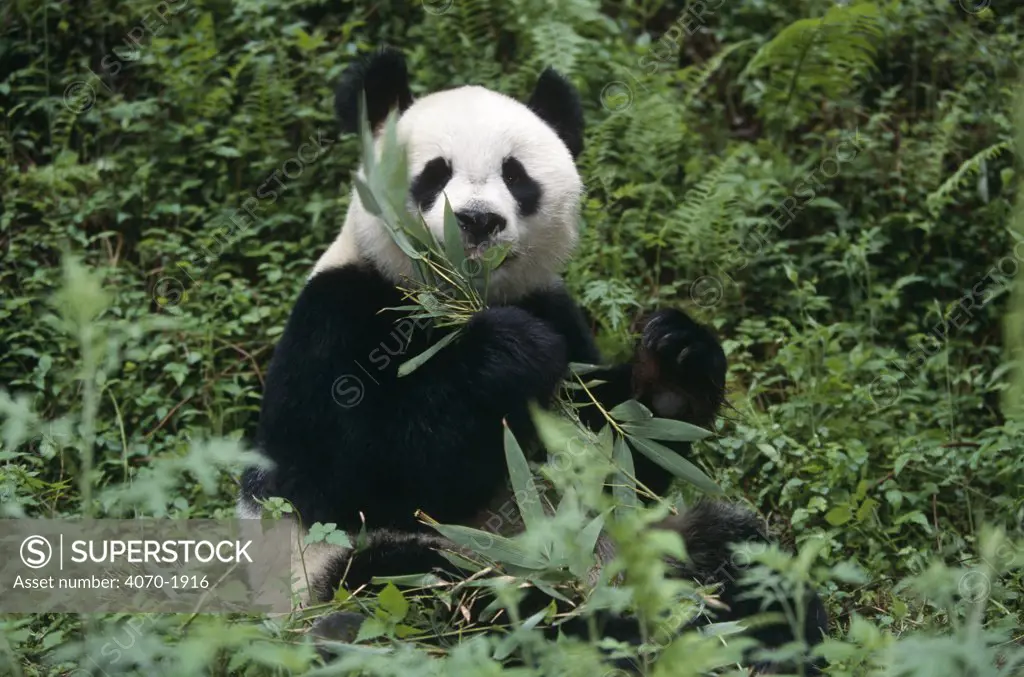 Giant panda feeding on bamboo Ailuropoda melanoleuca} captive, Qionglai mts, Sichuan, China