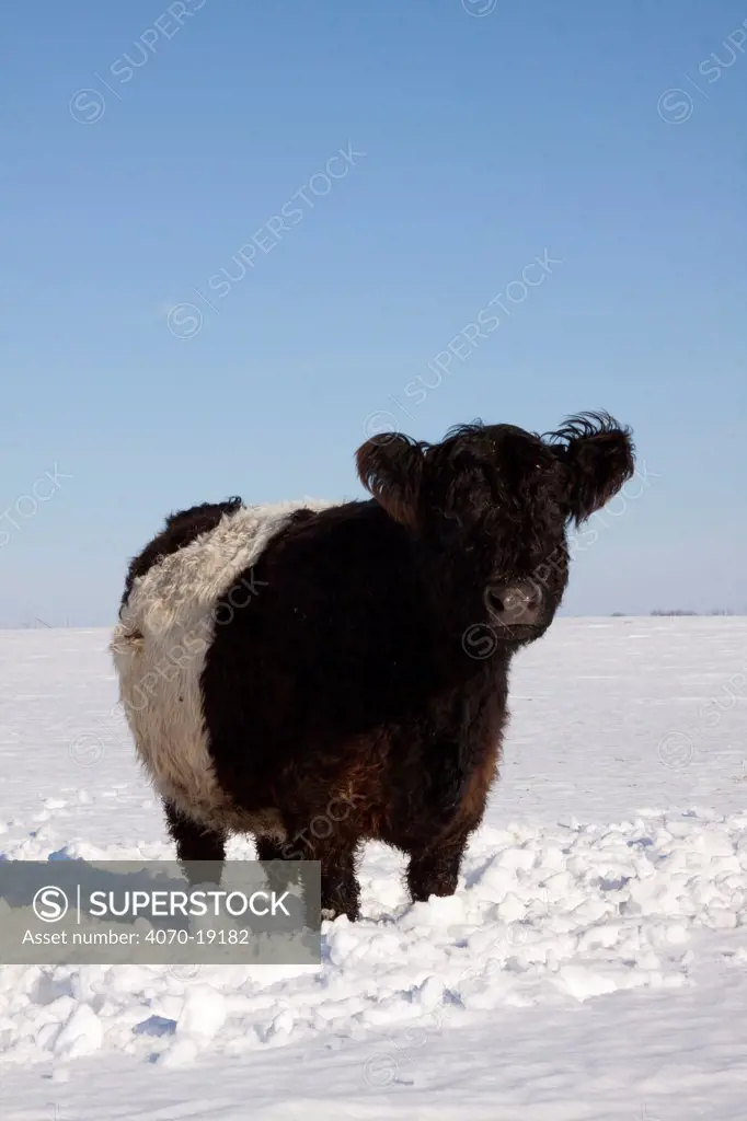 Belted Galloway cow standing in snow covered field, mid winter, Belvidere, Illinois, USA