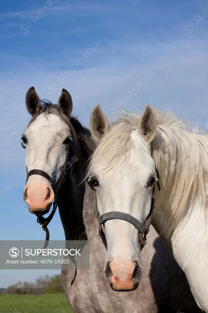 Two Lipizzaner mares at Tempel Farms, Illinois, USA