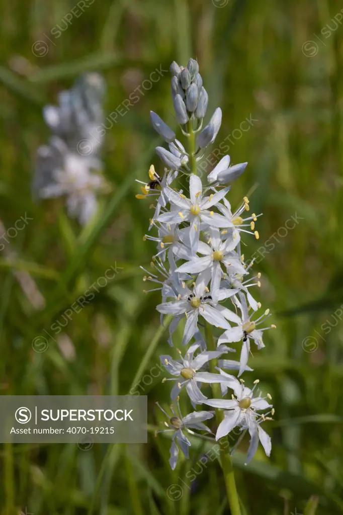 Wild Hyacinth (Camassia scilloides), Lily Family, Kane County, Illinois, USA