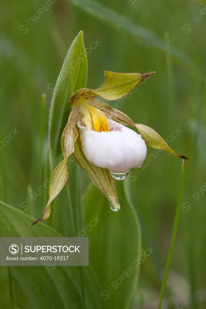 Small White Lady's Slipper (Cypripedium candidum), in mesic prairie, Kane County, Illinois, USA