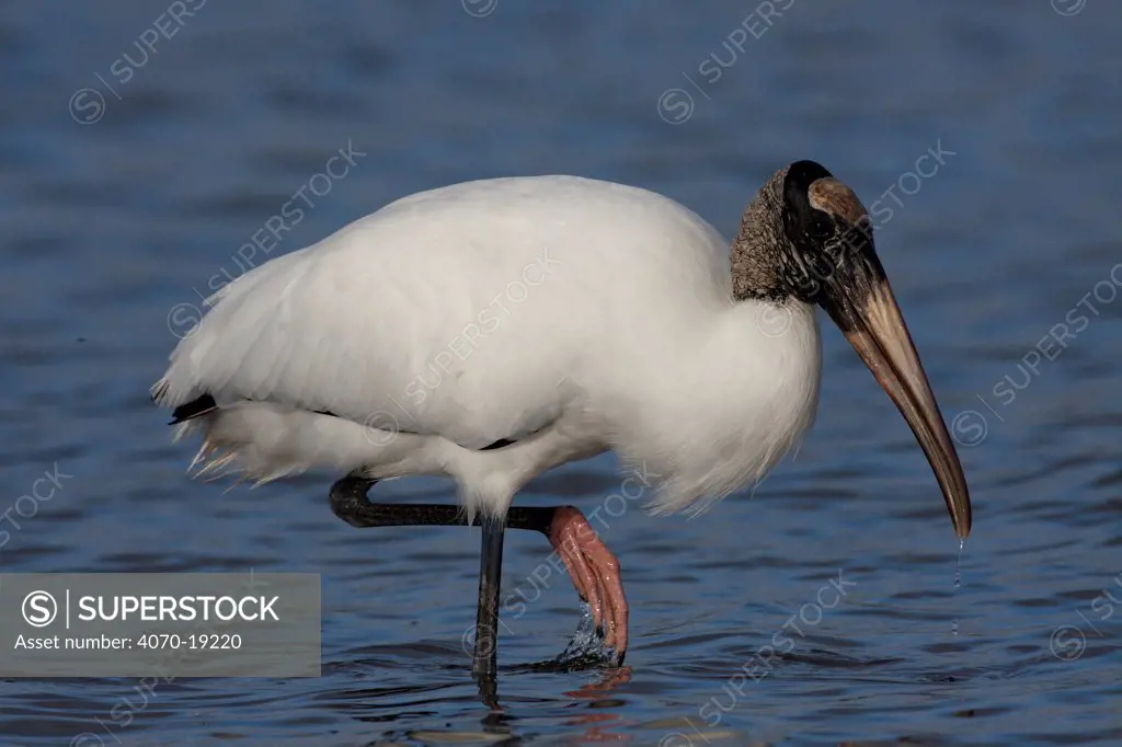 American wood ibis / Wood stork (Mycteria americana) stalking through the tidewater shallows, Florida, USA, March