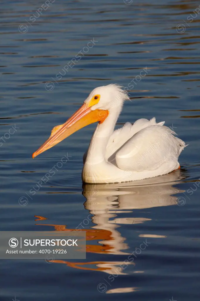American White pelican (Pelecanus erythrorhynchos), adult in breeding plumage (note hard knob on upper mandible, a characteristic feature of white pelicans only in the courtship and early breeding season) Lakeland, Florida, USA, March