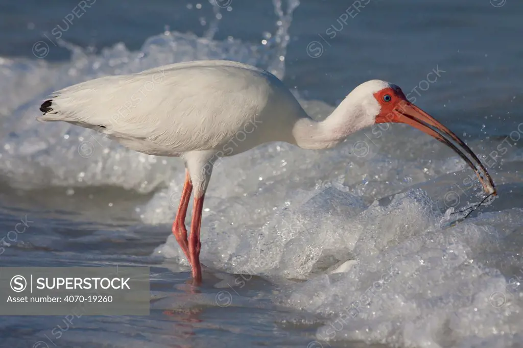 White ibis (Eudocimus albus) in post breeding plumage, with mole crab and strand of sea grass, St. Petersburg, Florida, USA, June