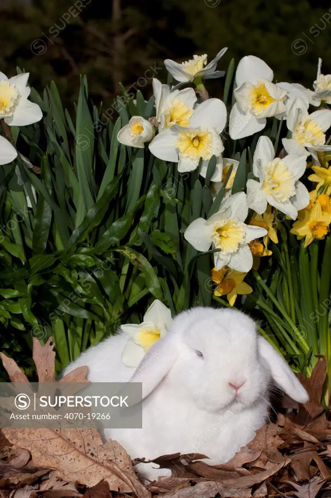 Holland Lop rabbit, domestic breed, in spring daffodils, Rockton, Illinois, USA