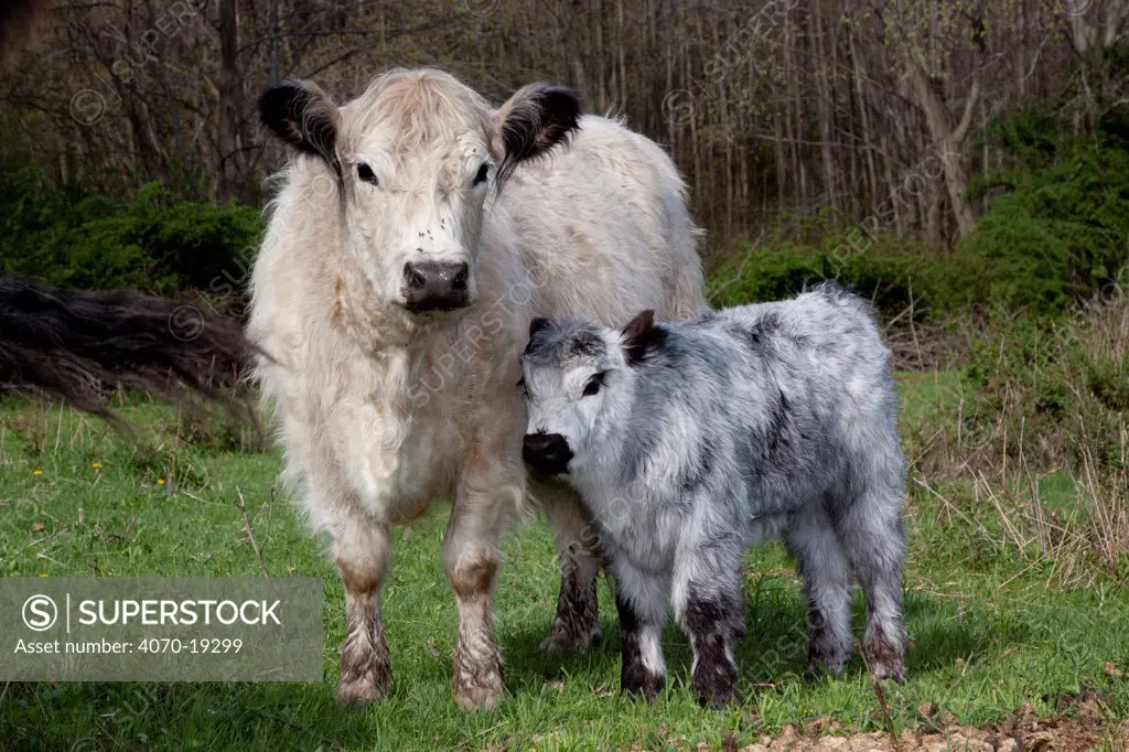 Galloway Cow and calf in spring pasture, East Granby, Connecticut, USA