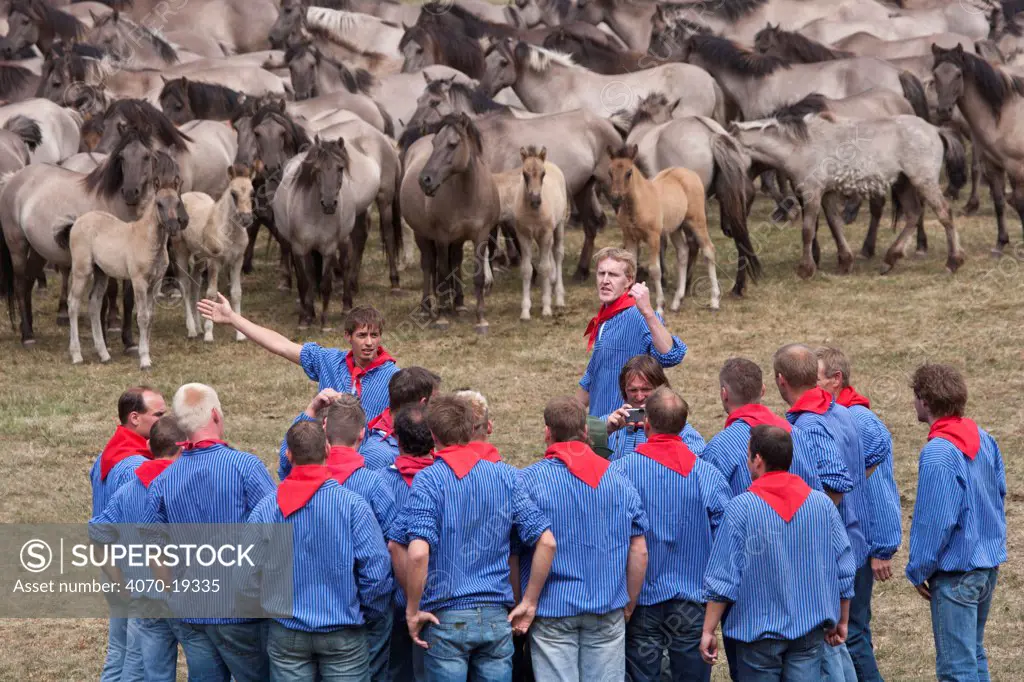 Herd of wild / feral Dulmen ponies (Equus caballus) in enclosure where men identify the colts that they will try to separate from the herd during the annual round-up held on the Duke of Croy's estate, Meerfelder Bruch, North Rhine-Westphalia, Germany, May 2011