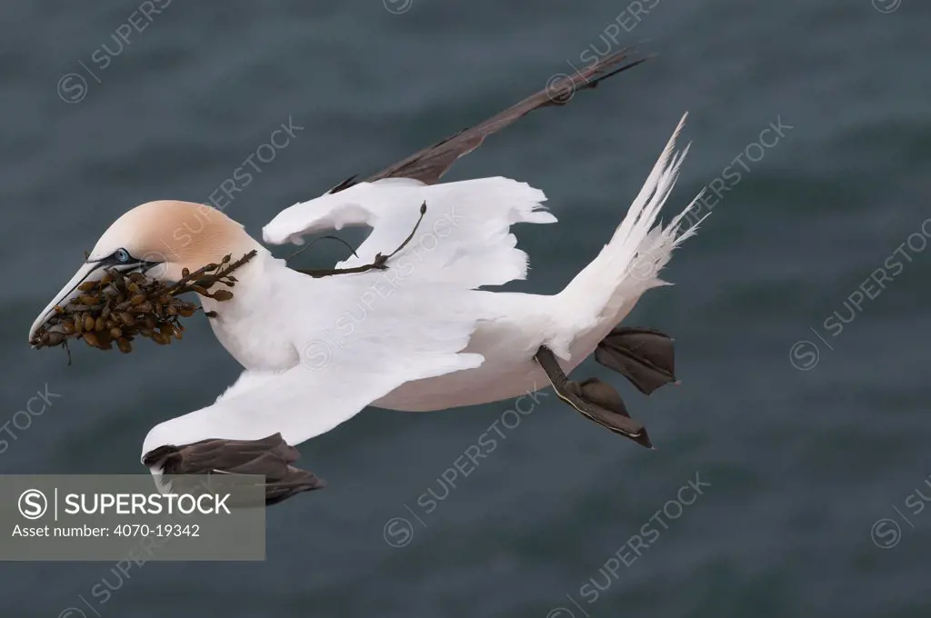 Northern gannet (Morus / Sula bassana) stalling in flight carrying seaweed for nest in beak, Helgoland, Germany, May