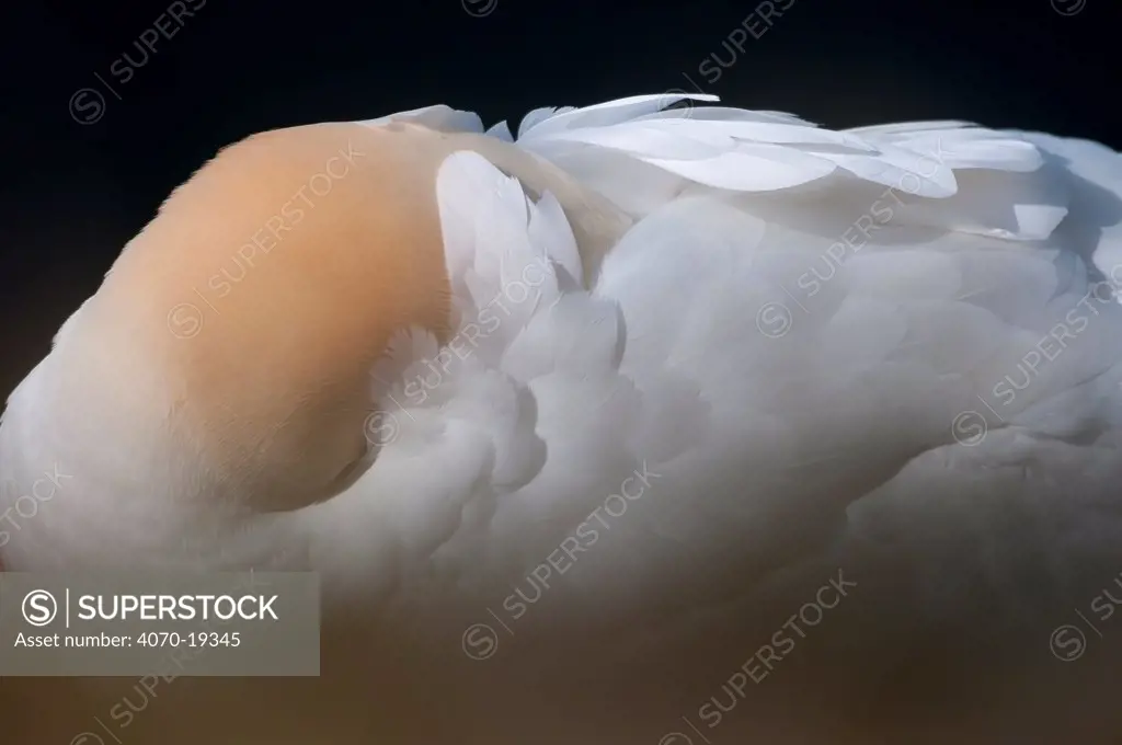 Northern Gannet (Morus bassanus) resting with head tucked under wing, Helgoland, Germany, May May