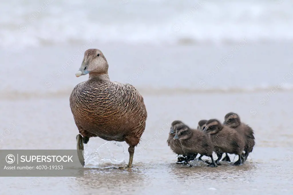 Common Eider (Somateria mollissima) female with chicks walking up beach from water, Helgoland, Germany, May