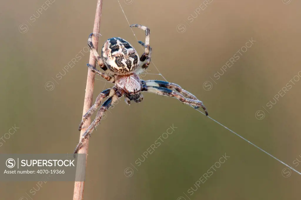 Orb weaver spider (Larinioides coronus) building web, Brasschaat, Belgium, April