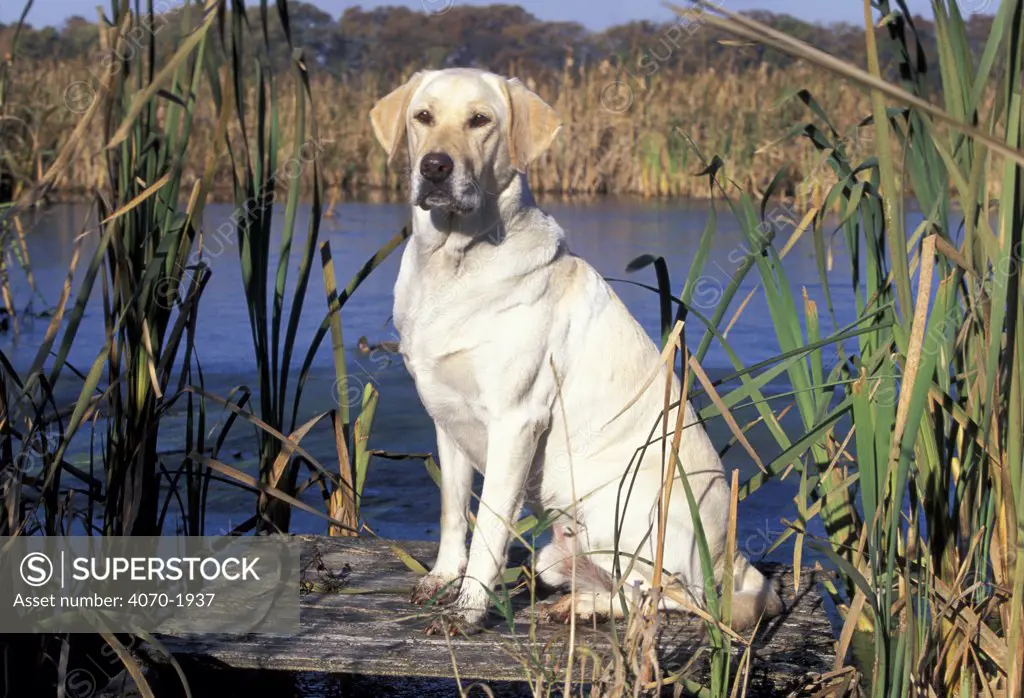 Golden Labrador retriever dog portrait, sitting by water 