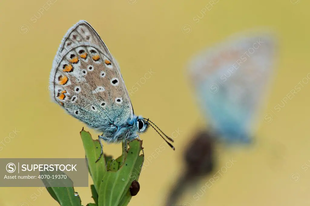 Common blue butterfly (Polyommatus icarus) at rest, Brasschaat, Belgium, May