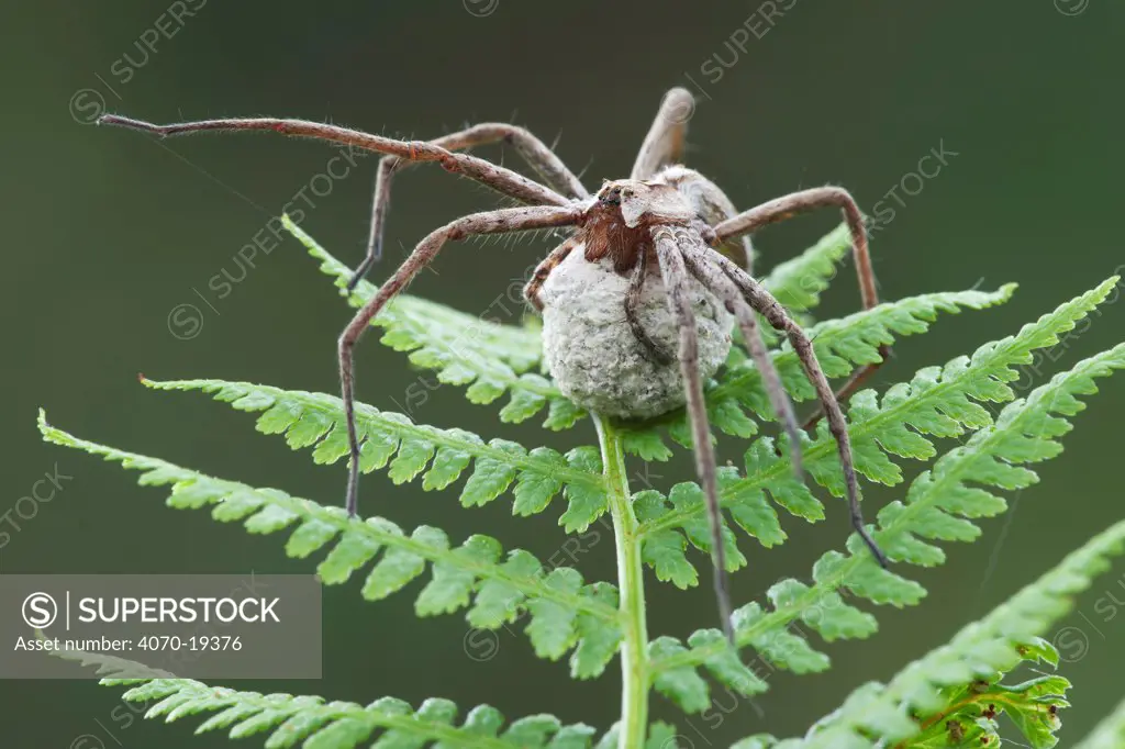 Nursery web spider (Pisaura mirabilis) female with egg sac on bracken, Brasschaat, Belgium, June