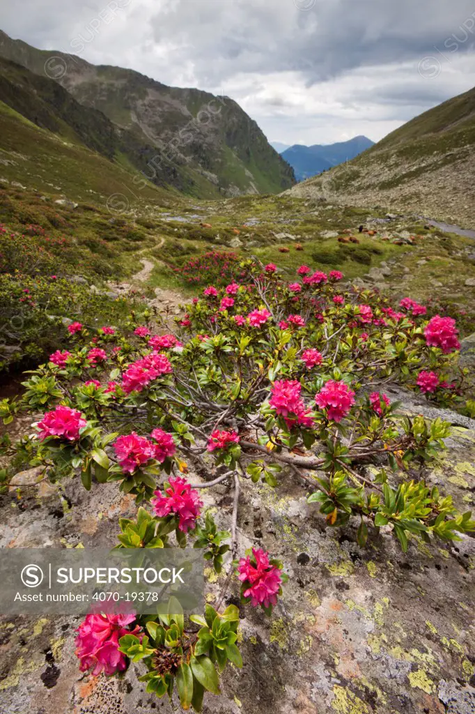 Alpenrose (Rhododendron ferrugineum) in flower against alpine landscape. Nordtirol, Tirol, Austrian Alps, Austria, 2300 metres, July.