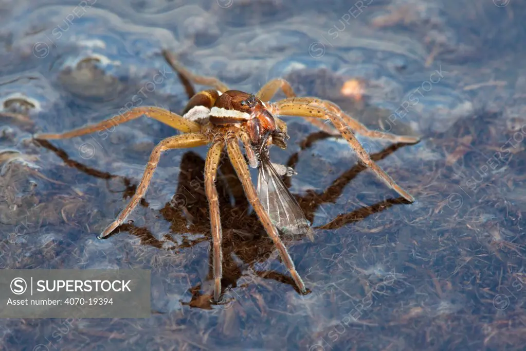 Raft Spider (Dolomedes fimbriatus) feeding on insect prey whilst resting on water surface. Naturpark Kaunergrat, Nordtirol, Tirol, Austian Alps, July.