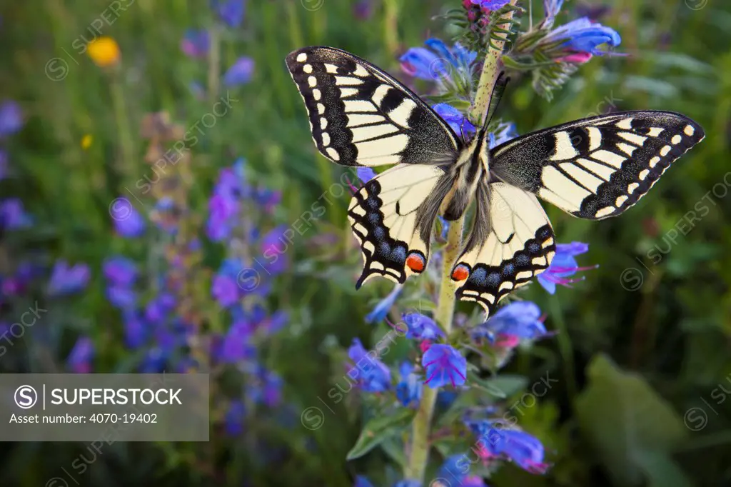 Wide angle view of Common Swallowtail Butterfly (Papilio machaon) resting on Viper's Bugloss / Blueweed (Echium vulgare) in alpine meadow. Nordtirol, Tirol, Austrian Alps, Austria, 1700 metres altitude, July