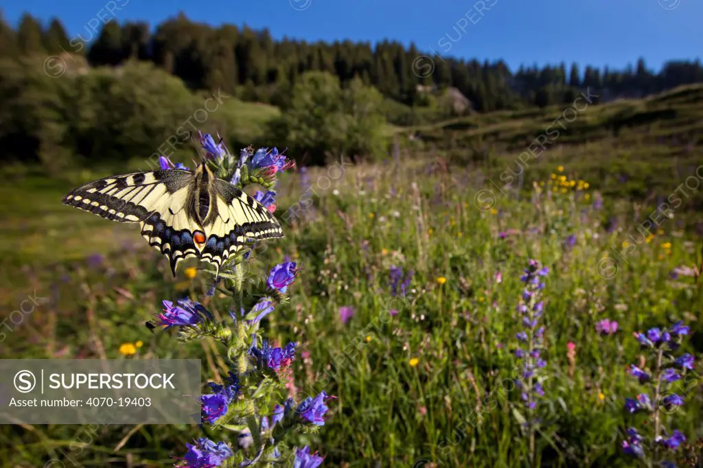 Wide angle view of Common Swallowtail Butterfly (Papilio machaon) on Viper's Bugloss / Blueweed (Echium vulgare) in alpine meadow. Nordtirol, Tirol, Austrian Alps, Austria, 1700 metres altitude, July.