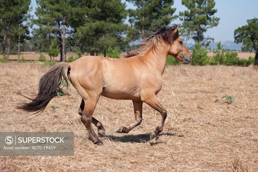 Portrait of a rare Sorria breeding stallion cantering, Reserva Natural do Cavalo do Sorraia, Alpiarca, District Santarem, Alentejo, Portugal