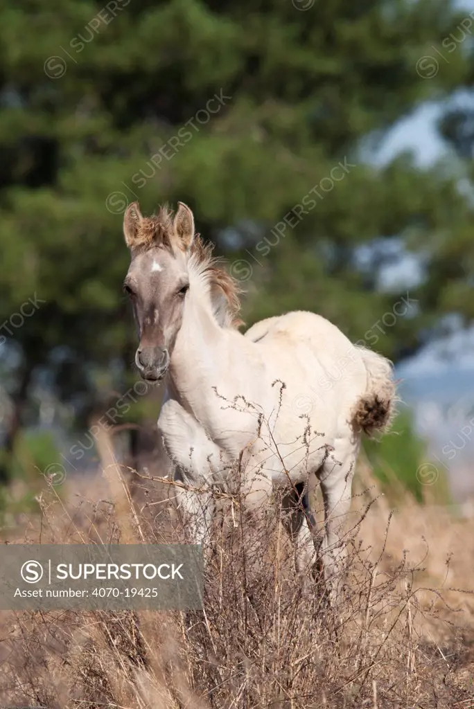 A rare Sorria colt standing in tall grass, Reserva Natural do Cavalo do Sorraia, Alpiarca, District Santarem, Alentejo, Portugal.
